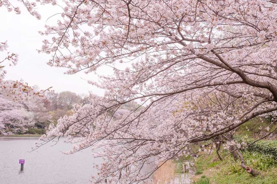 风光摄影：?；?/></a> </p>
<p class=