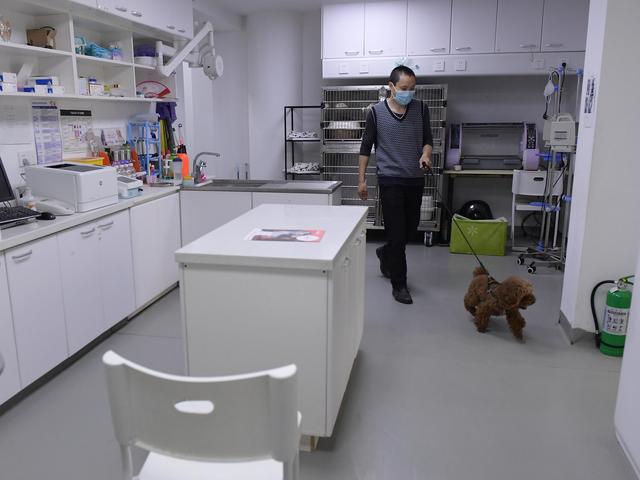幸好有你，喵星人、汪星人的临时“奶爸”
