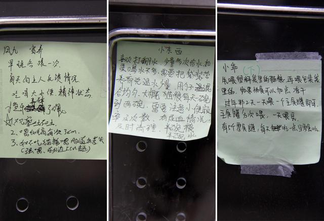 幸好有你，喵星人、汪星人的临时“奶爸”