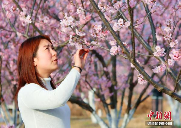 湖北枝江：春来?；?市民赏花忙