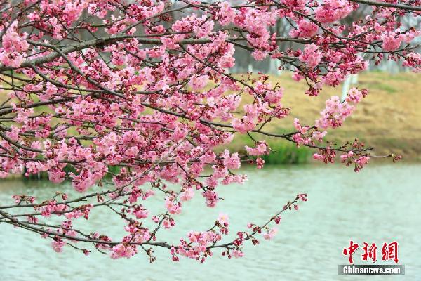 湖北枝江：春来?；?市民赏花忙