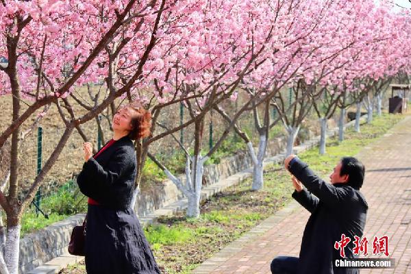 湖北枝江：春来?；?市民赏花忙