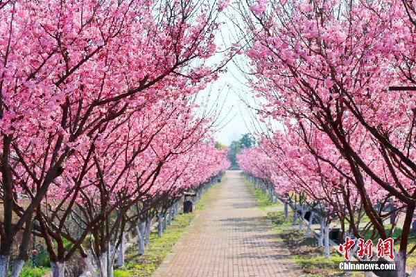 湖北枝江：春来?；?市民赏花忙