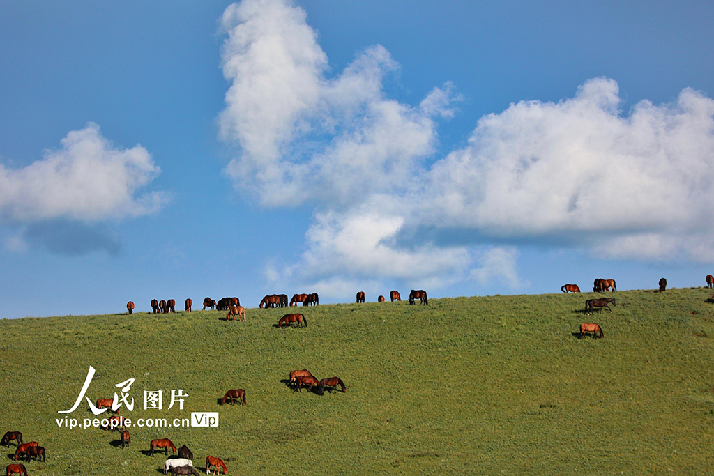 甘肃山丹马?。河旰蟛菰绻馊缁?/></p>
<p>　　2022年7月21日，甘肃山丹马场大草原在一场大雨的洗礼后，气温回升，雪山、草原和马群构成一幅幅美丽的生态画卷。王超摄（人民图片网）</p>
<p align=