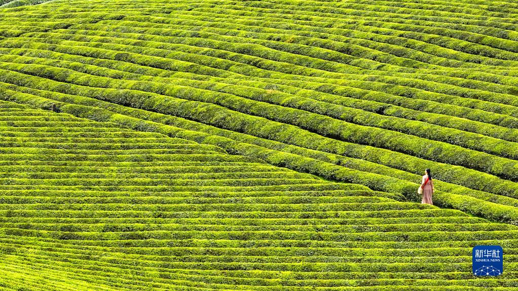新华全媒+丨万亩茶海里，一片清明茶的成材之旅