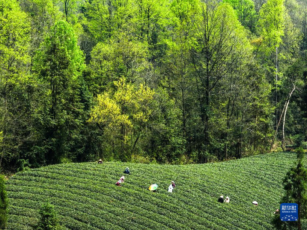 新华全媒+丨万亩茶海里，一片清明茶的成材之旅