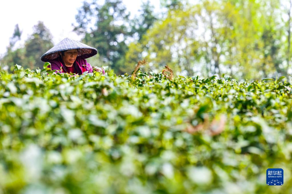 新华全媒+丨万亩茶海里，一片清明茶的成材之旅