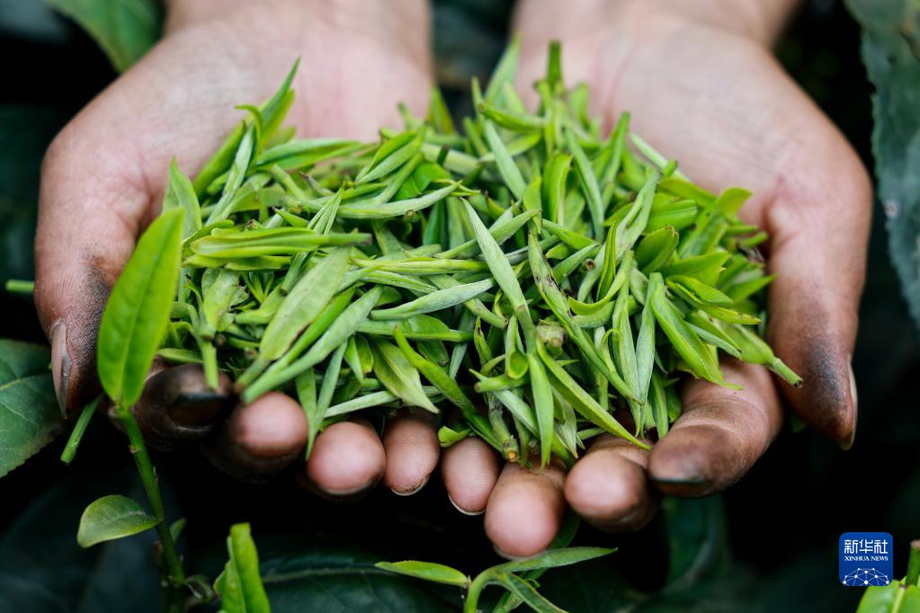 新华全媒+丨万亩茶海里，一片清明茶的成材之旅