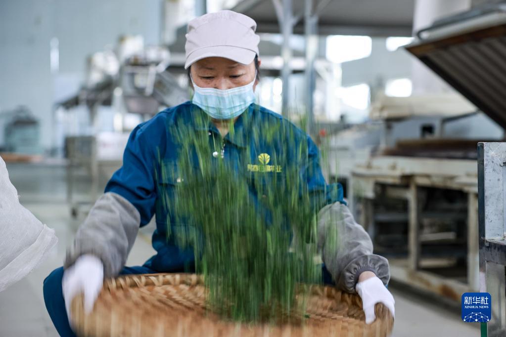 新华全媒+丨万亩茶海里，一片清明茶的成材之旅