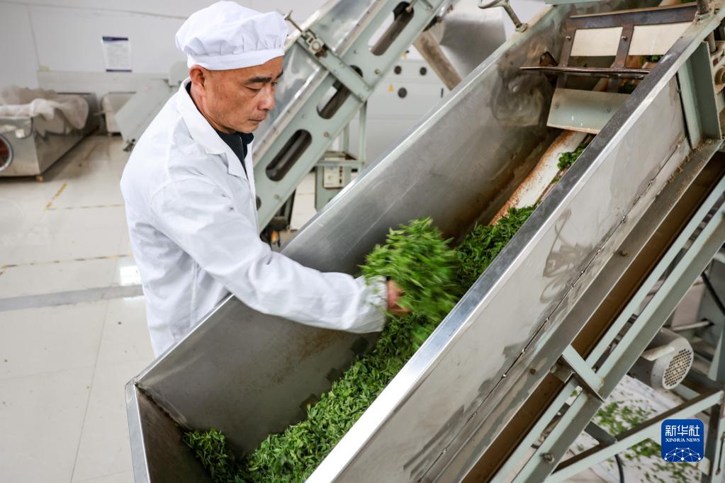新华全媒+丨万亩茶海里，一片清明茶的成材之旅