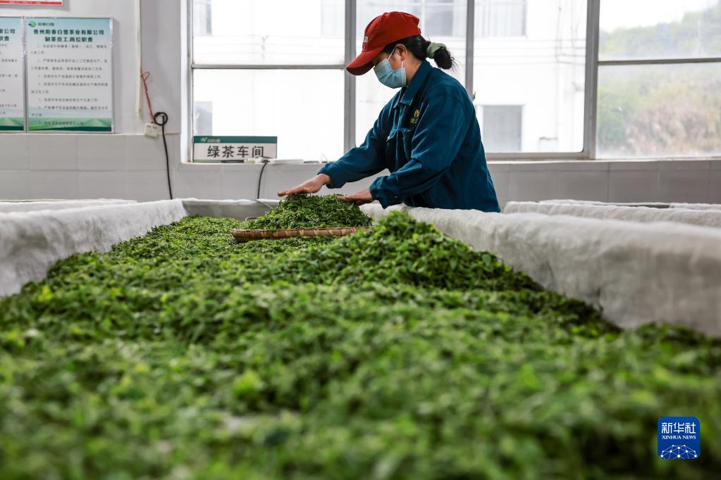 新华全媒+丨万亩茶海里，一片清明茶的成材之旅