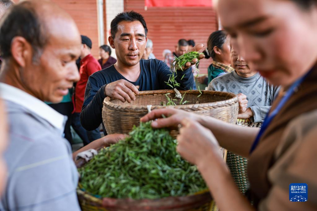 新华全媒+丨万亩茶海里，一片清明茶的成材之旅