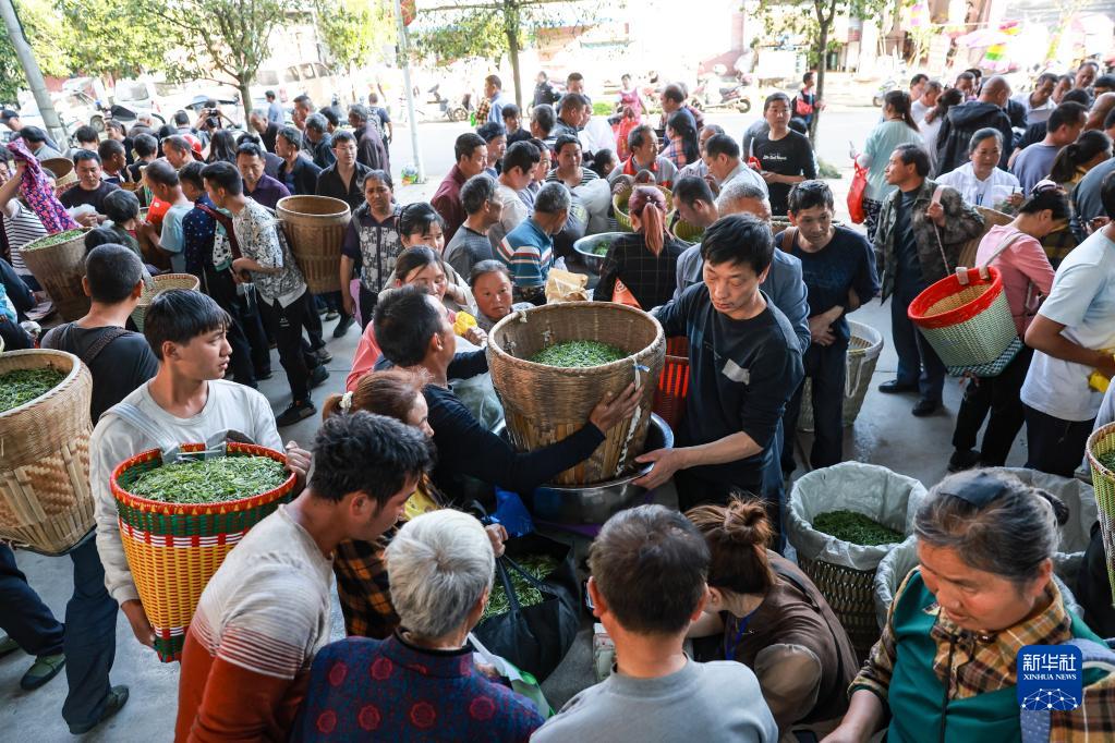 新华全媒+丨万亩茶海里，一片清明茶的成材之旅