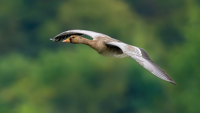 索尼最轻 F2.8 超远摄 G 大师镜头 FE 300mm F2.8 GM OSS 发布